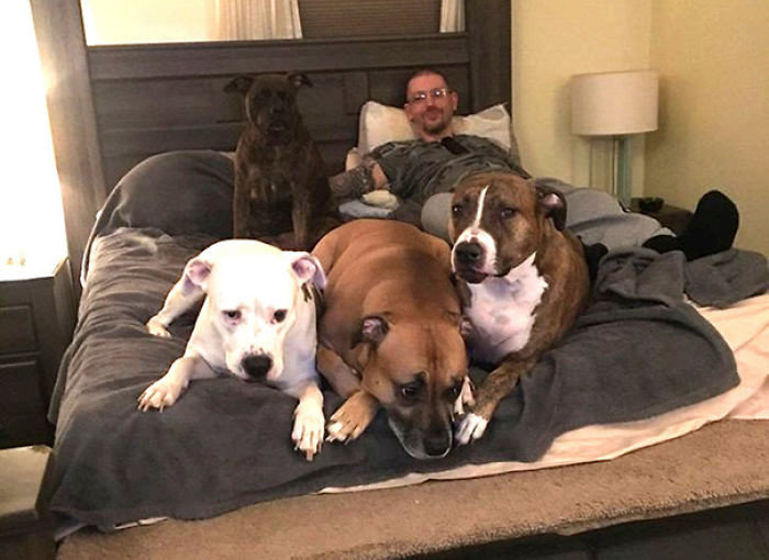 У Аарона Фрэнкса четыре собаки: Тесса, Бруно, Купер и Миа