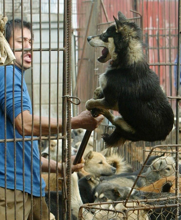 Рынки экзотических животных в России: шокирующие кадры