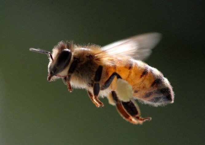 Ученые не знают, как летают пчелы