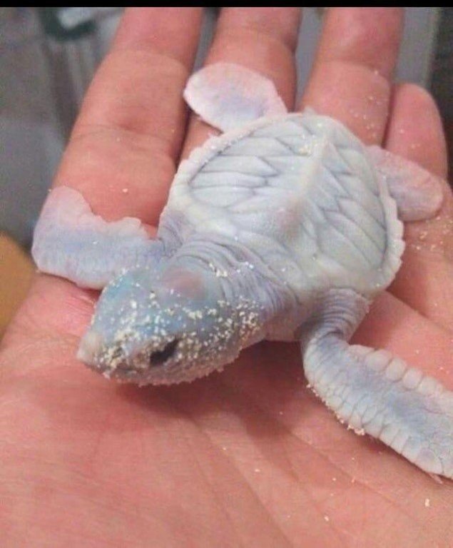 13. Редкая морская черепаха-альбинос 