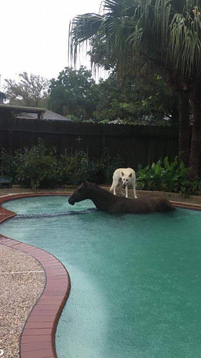 Пес на лошади в бассейне 