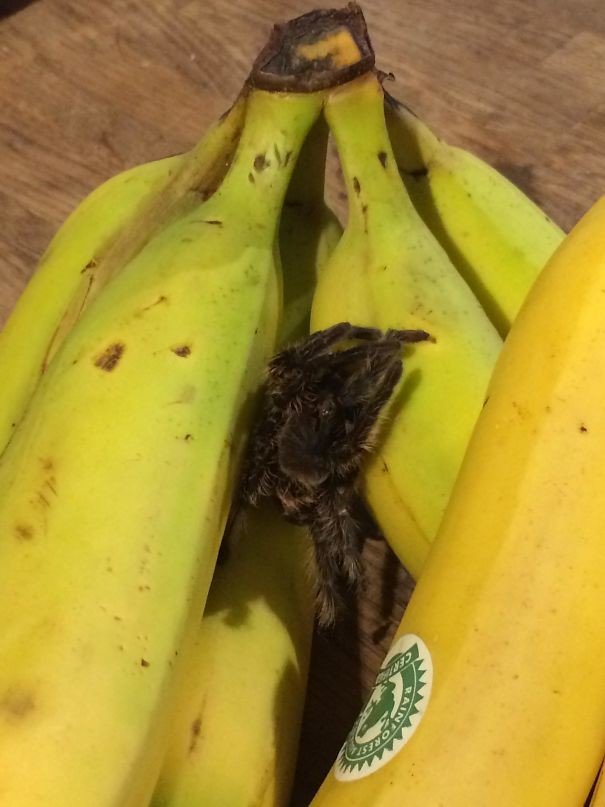 "Я попросила в зоомагазине сброшенный панцирь тарантула, чтобы спрятать его в бананах и напугать мужа"