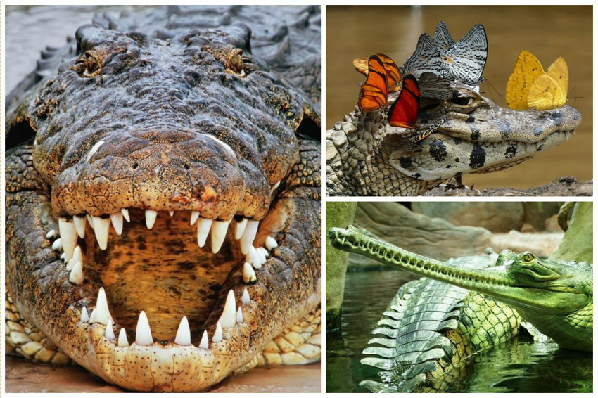 Слово «крокодил» происходит от др.-греч. κροκоδειλος — «галечный (галька — округлый камень) червь», данного из-за бугристой кожи этих животных.