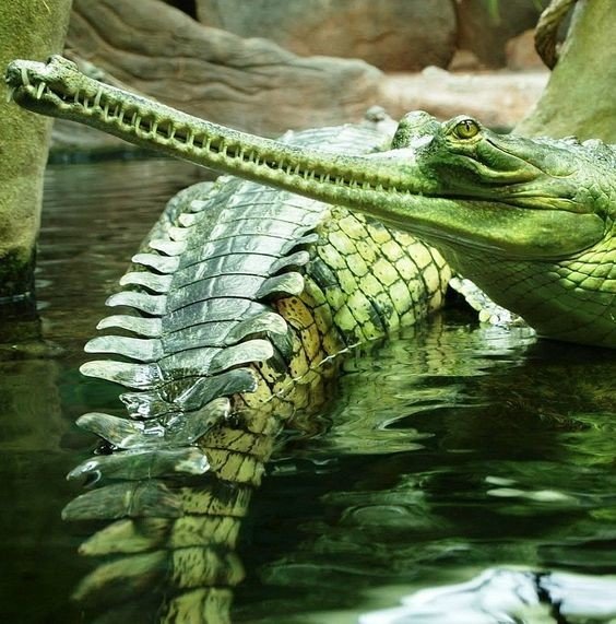 На фото гавиаловый крокодил