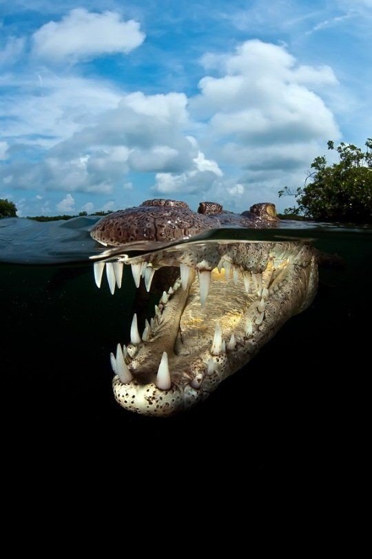Хотя у крокодилов есть язык, высовывать они его не могут, поскольку он полностью присоединен к нижней челюсти.