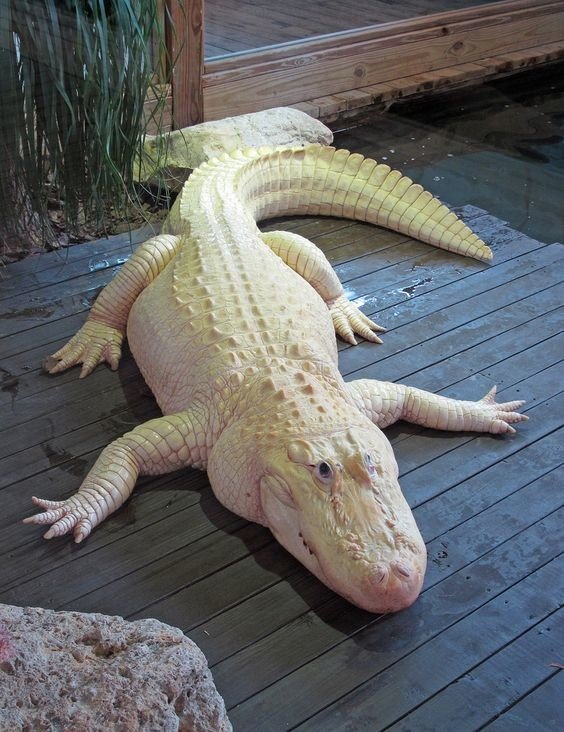 Благодаря своим рецепторам, которые расположены по всей длине тела, крокодил улавливает даже самый малейший всплеск воды.