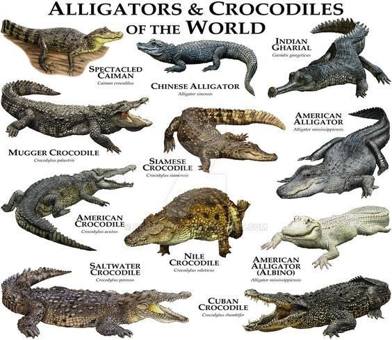 Самый большой крокодил - морской крокодил (Crocodylus porosus), который водится в Индии, северной Австрали и островах Фиджи. Длина его может достигать 7 метров, а вес - 1 тонны! Пятиметровые особи весят как минимум полтонны.