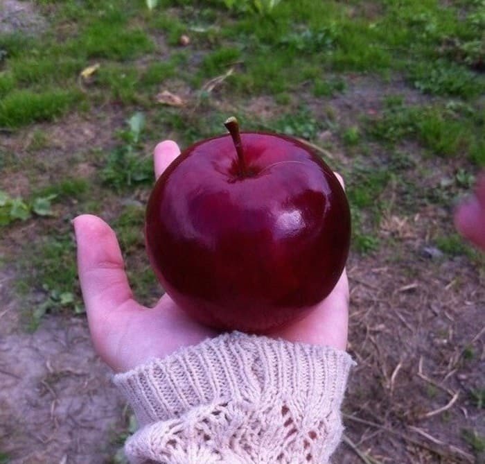 ... и идеальное яблоко, достойное стать главным персонажем фильма "Спящая красавица"!