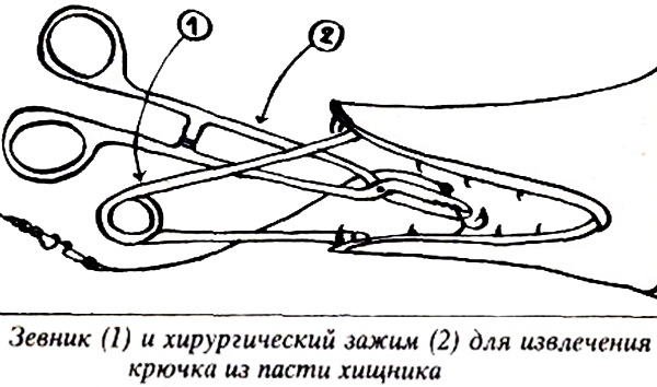 Извлечение крючка из пасти щуки