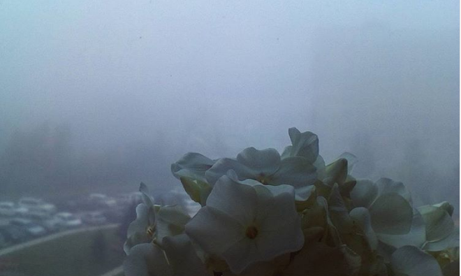 Новосибирск считает это погодным явлением и красивым туманом , так как он у них сегодня видимо впервые