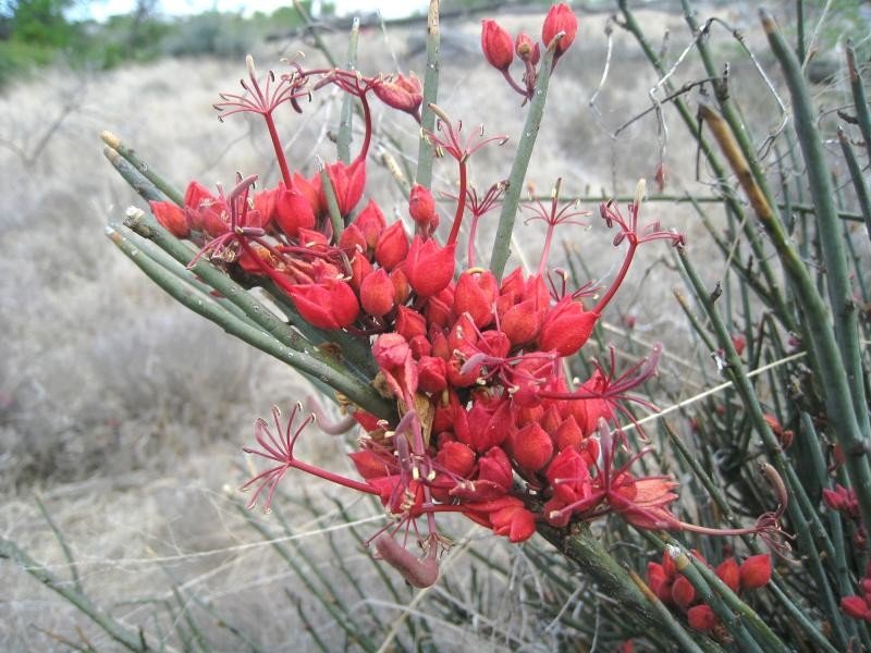 Кадаба безлистная Cadaba aphylla – ксерофильный кустарник  - растение Калахари