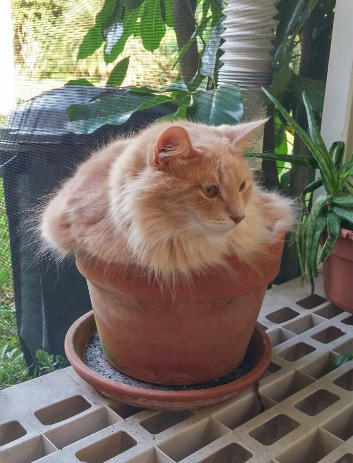 Кот притворяется растением