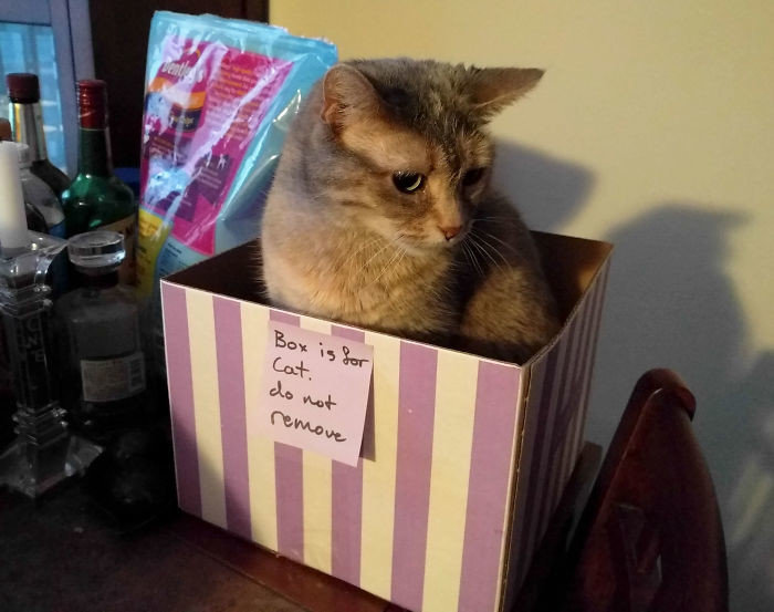 "Эта коробка для кота. Не перемещать"