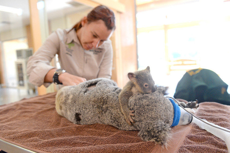 Малыш коала не отходил от матери во время операции