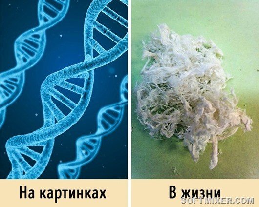 10. ДНК