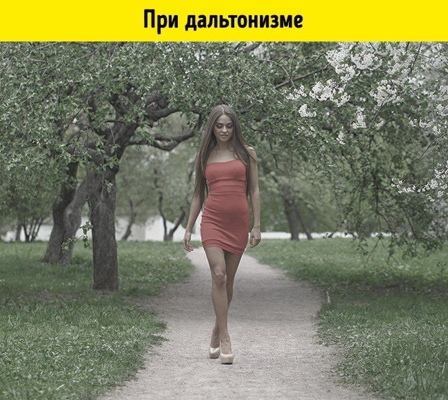 Существует несколько форм дальтонизма. А в этой статье укажем наиболее часто встречающуюся форму — дейтераномалию. При ней все цвета немного теряют насыщенность, особенно это относится к зеленому и красному.