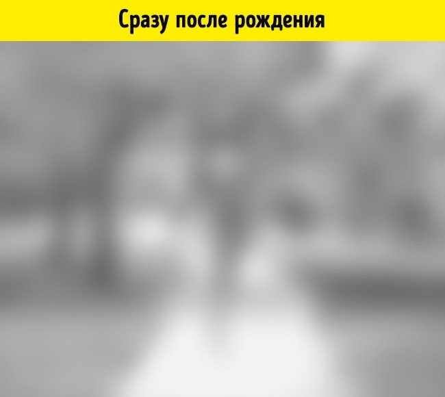 Так ребенок видит сразу после рождения: изображение почти полностью «заблюрено» (от англ. blur — «пятно»; графический эффект, применяемый на фотографиях, видео и видеоиграх, размывающий изображение). Проще говоря, новорожденный способен лишь распозна