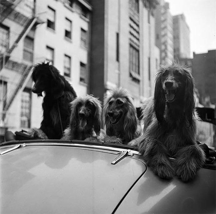 Собаки в кабриолете, 1949