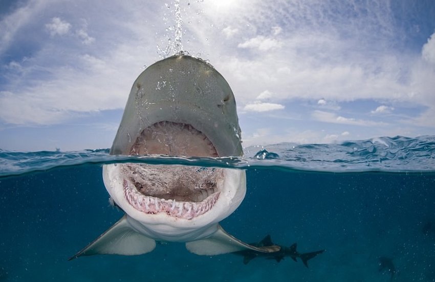 Острозубая акула атакует! Чудище длиной больше 3 метров попало в кадр в районе Багамских островов