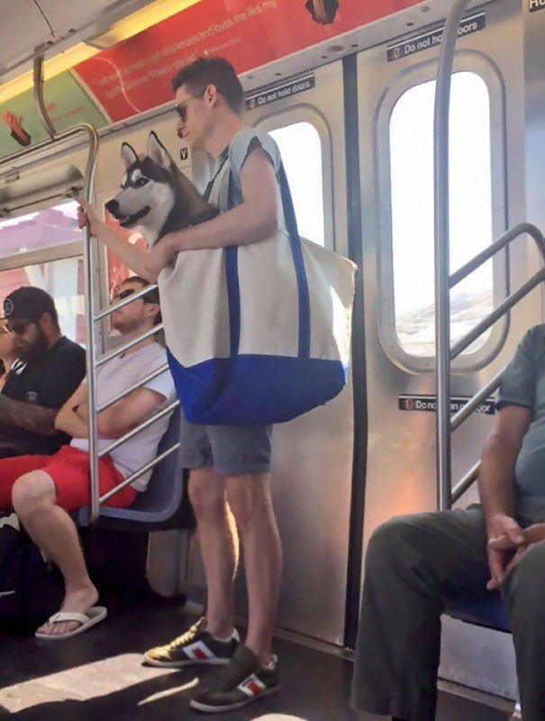 Не так давно в Нью-Йорке запретили ездить с большими собаками в метро, можно только с теми, которые помещаются в сумку.