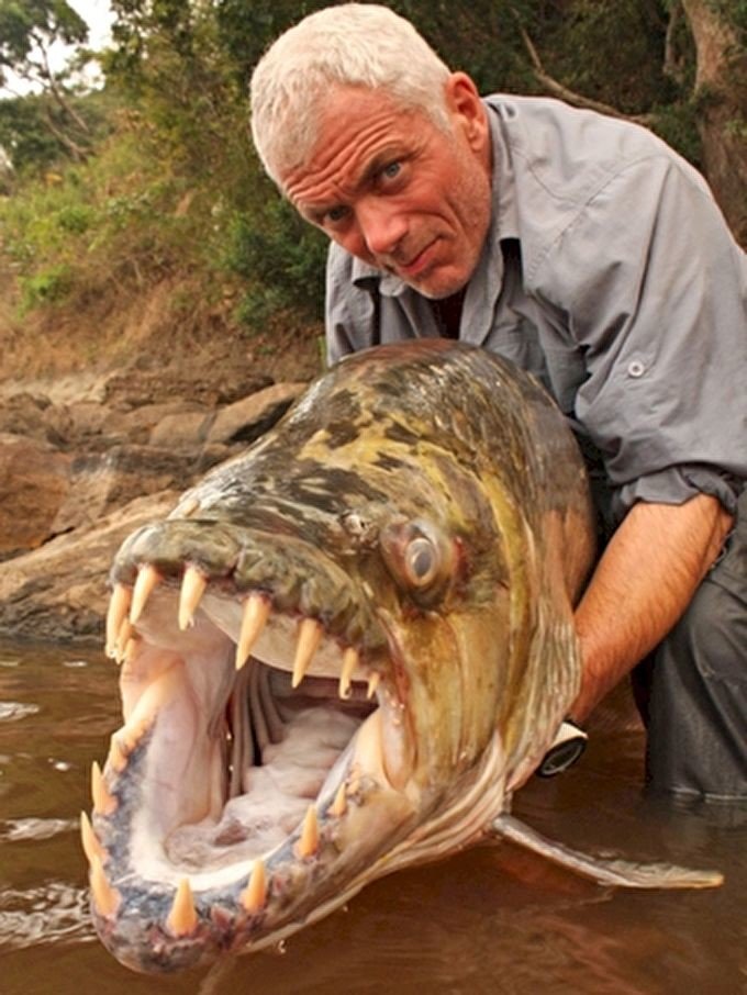 1. Большая тигровая рыба - неееет, спасибо