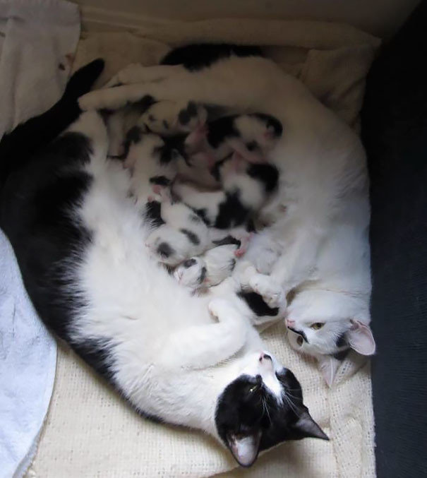 8. Две мамы и 8 котят — вместе родили, вместе растят.