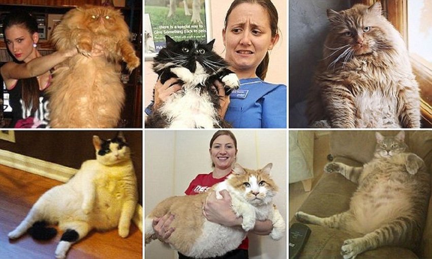 Этим толстым котам давно пора на диету!