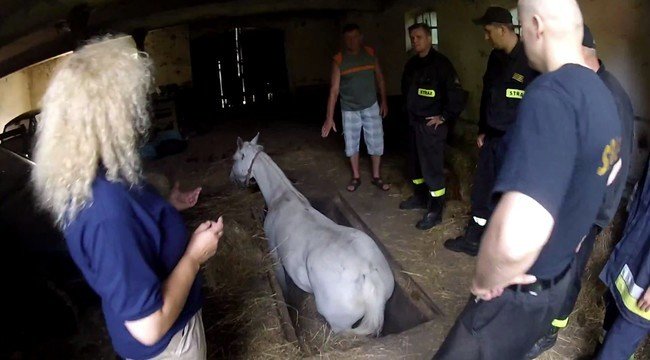 «ТОЛЬКО не умирай!» лошадь попала в ловушку, но хозяин не бросил её