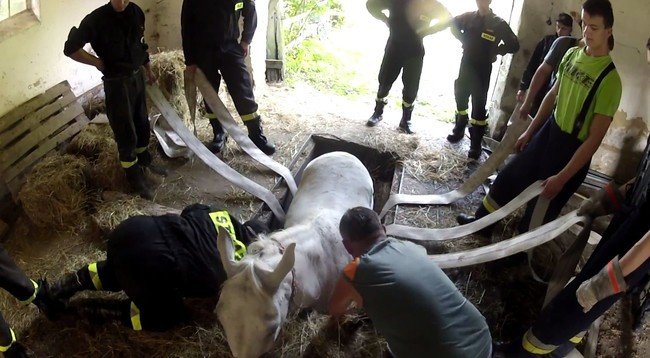 «ТОЛЬКО не умирай!» лошадь попала в ловушку, но хозяин не бросил её