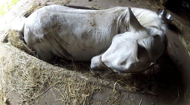 «ТОЛЬКО не умирай!» лошадь попала в ловушку, но хозяин не бросил её