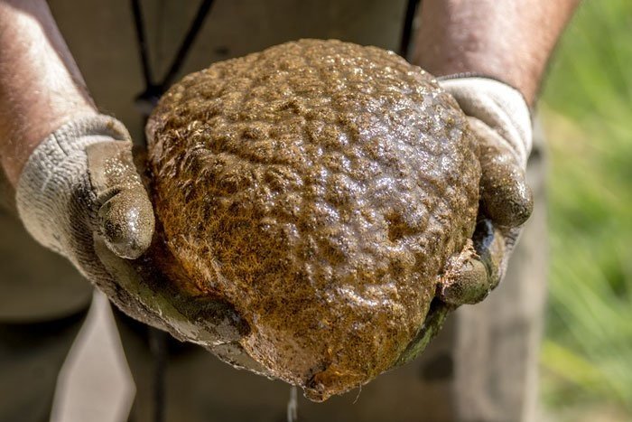 В парке Ванкувера обнаружены жуткие живые мозги