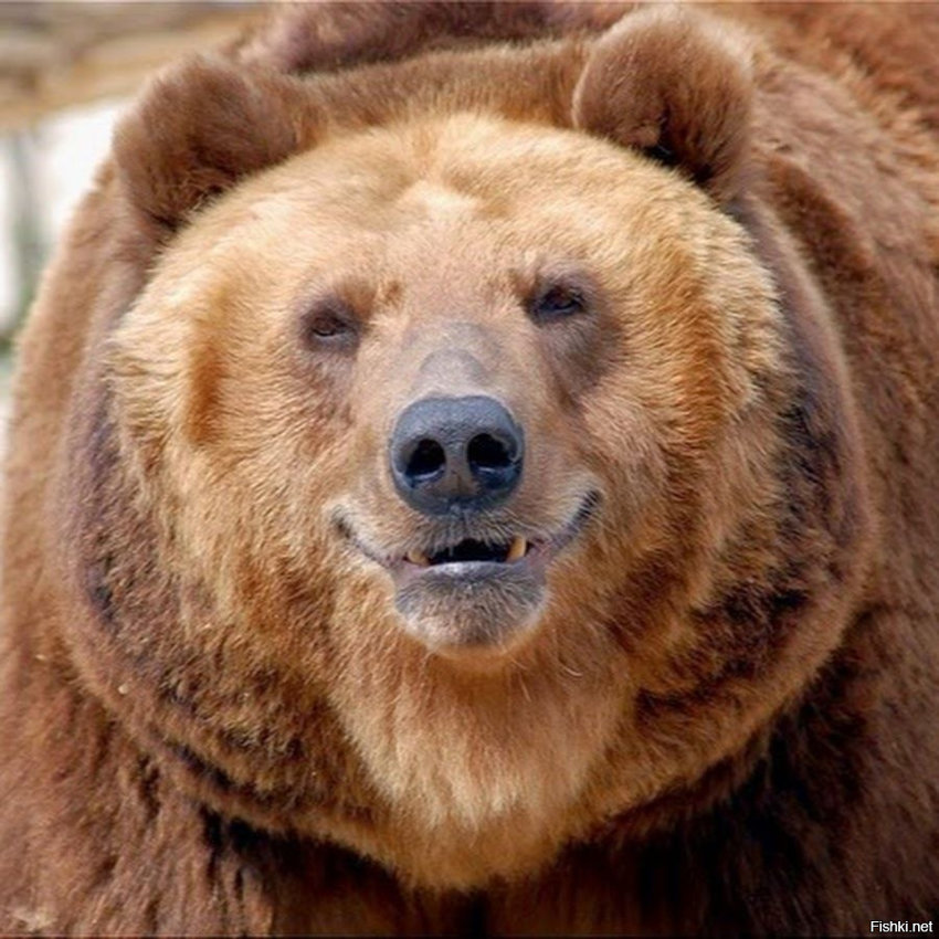 Медведь, научившийся кричать "АУ