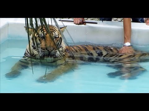 Тигр принимает ванну 