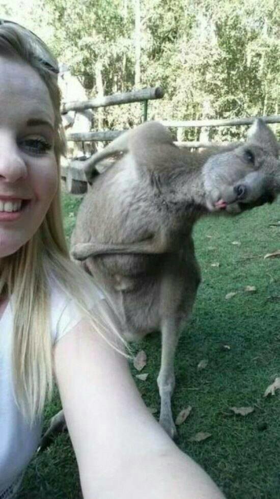 Ку-ку, я кенгуру!