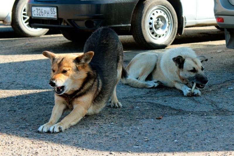 Мишаня и Халява: Омские собаки, которые обожают смотреть на ДТП