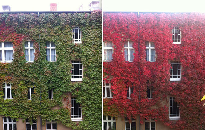Осенние преображения: пейзажи до и после