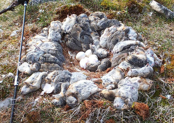 Сова поймала около 70 леммингов и сделала гнездо из их трупов