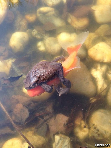 жаба душит золотую рыбку