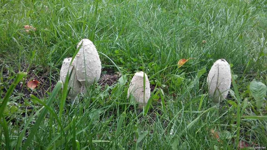 В Питере как в лесу на лужайках грибы растут