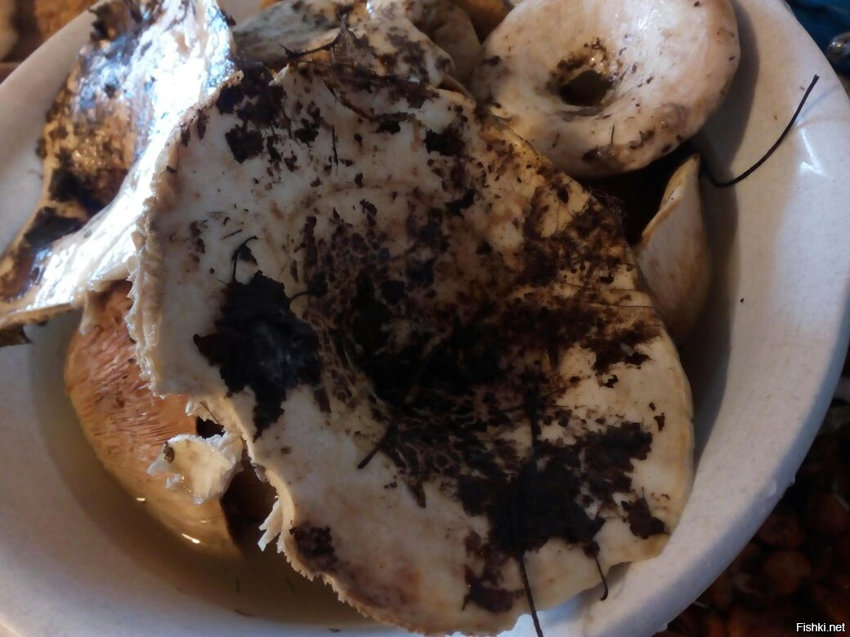 Чищу грузди