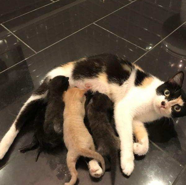 Трое котят жалобно звали маму. отважный парень приютил малышей и бросился на её поиски!