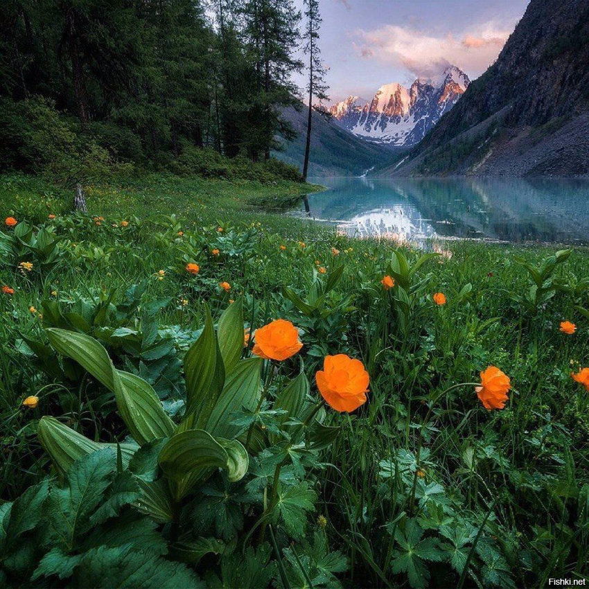 Огоньки цветут, Алтай, Россия