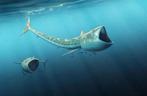 Древние рыбы Rhinconichthys  purgatoirensis и Rhinconichthys uyenoi. 