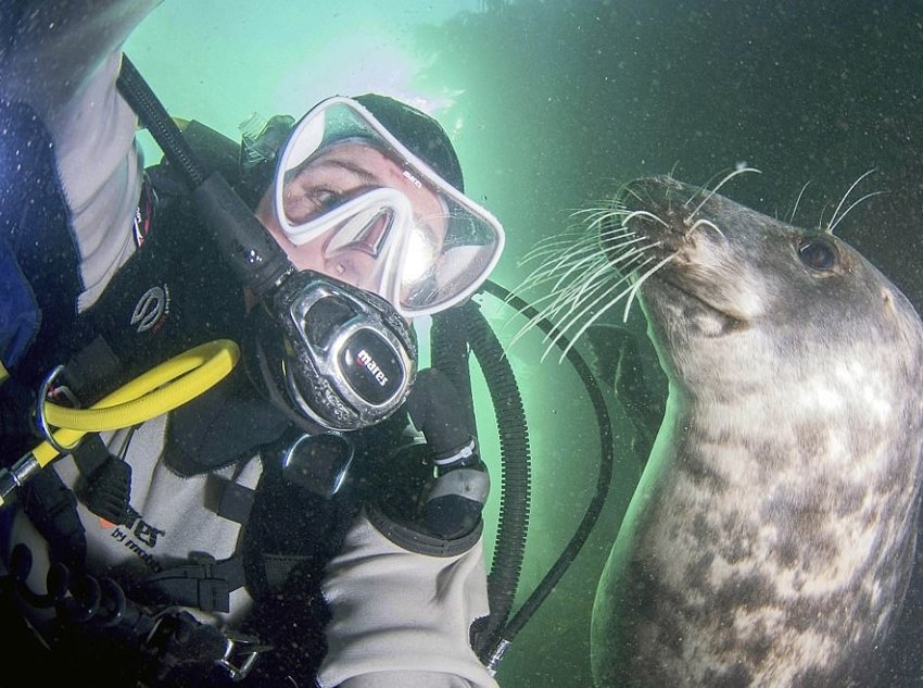 Тюлень пытался украсть у дайвера камеру, а в итоге получились эти потрясные фото