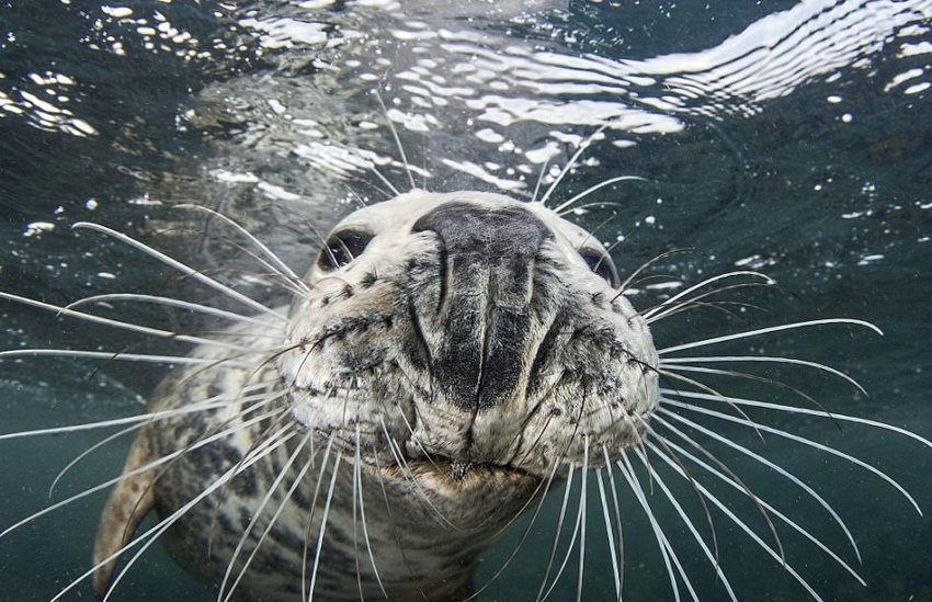 Тюлень пытался украсть у дайвера камеру, а в итоге получились эти потрясные фото
