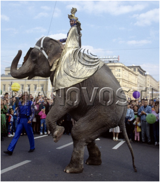 ”По улицам слона водили…” кажется или это, как минимум, негуманно?