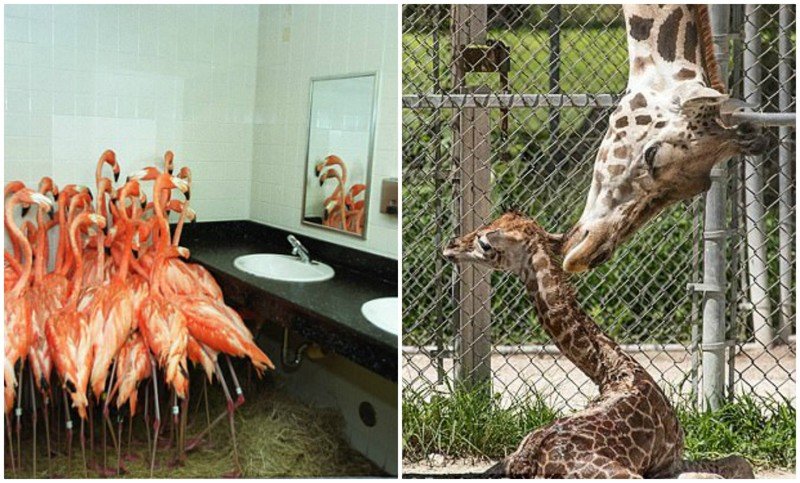 А как же животные? Зоопарки США готовятся к "Ирме"