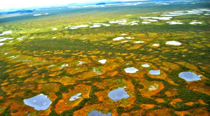 Пусть и вас впечатлит дикая красота грандиознейшего болота в Сибири