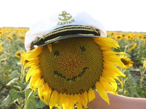 Цветок Солнца в России