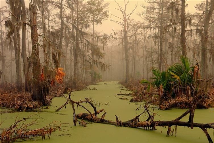 Лес в штате Луизиана, США